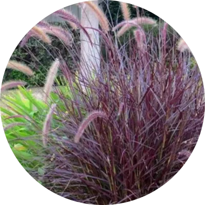 Ground Covers &amp; Ornamental Grass