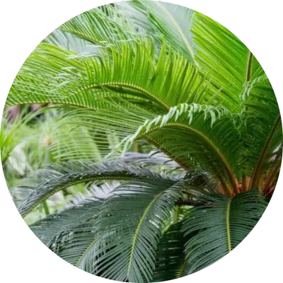 Cycas