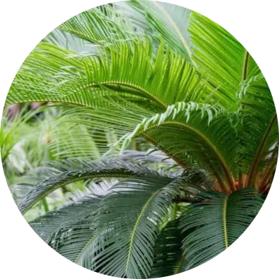 Cycas