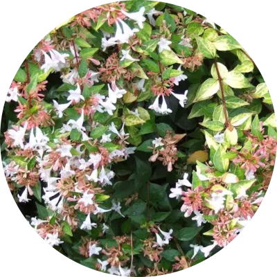 Shrubs