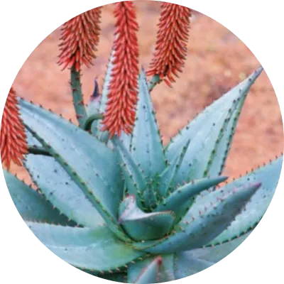 Aloe