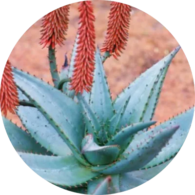 Aloe
