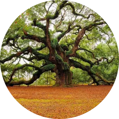Trees