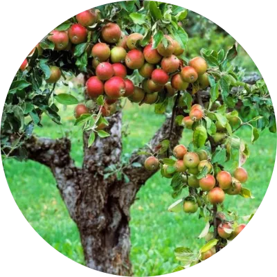 Fruit &amp; Nuts