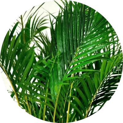 Palm Trees
