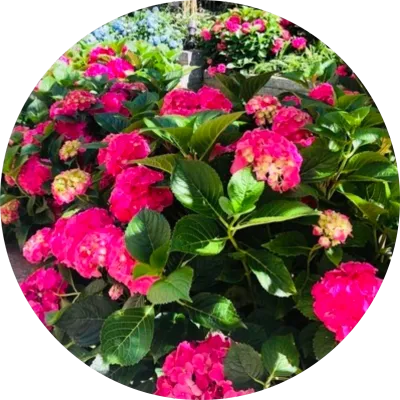 Plants