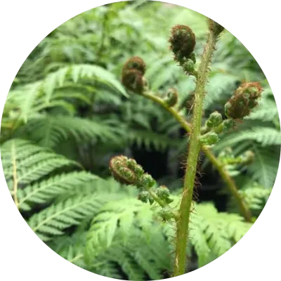Ferns