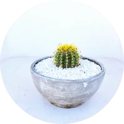 Succulent and Cactus Pots