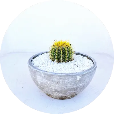 Succulent and Cactus Pots