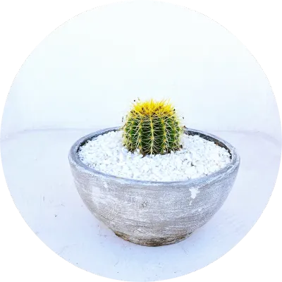 Succulent and Cactus Pots