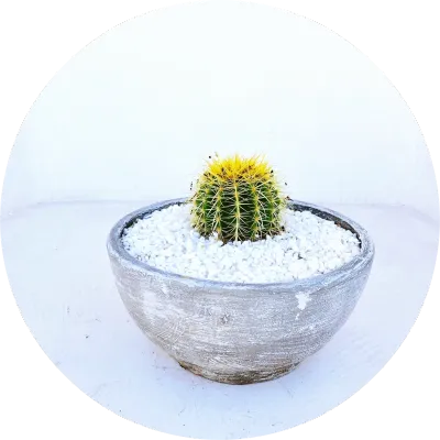 Succulent and Cactus Pots