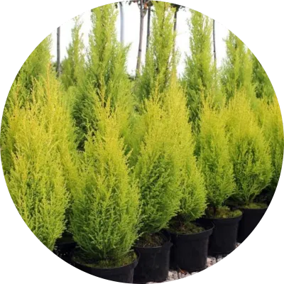 Conifers