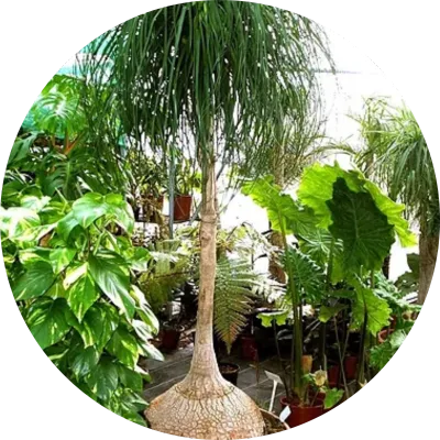 LARGE PLANTS