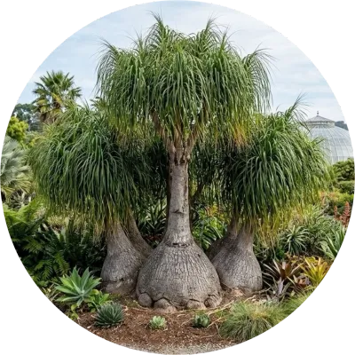 LARGE PLANTS