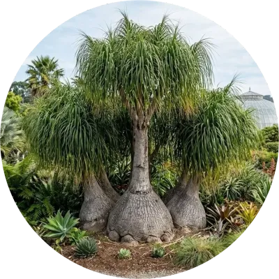 LARGE PLANTS