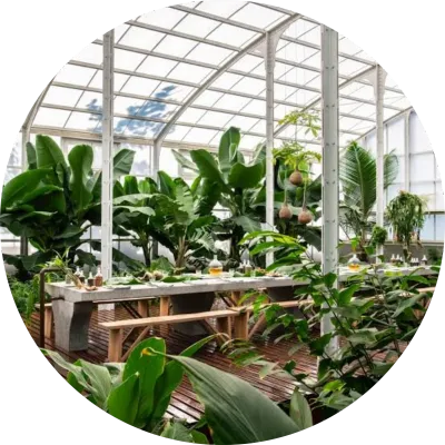 Indoor, Veranda and Lapa Pot Plants