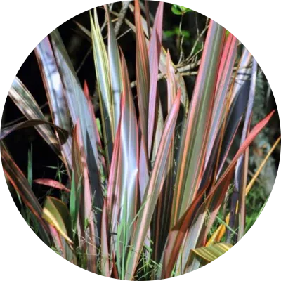 Phormium ' flax '