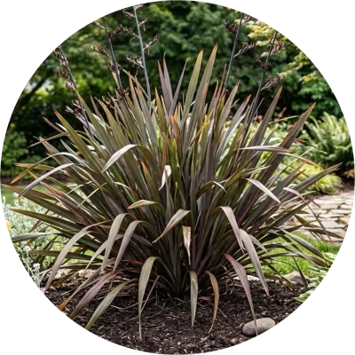 Phormium ' flax '