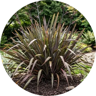 Phormium ' flax '