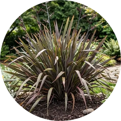 Phormium ' flax '