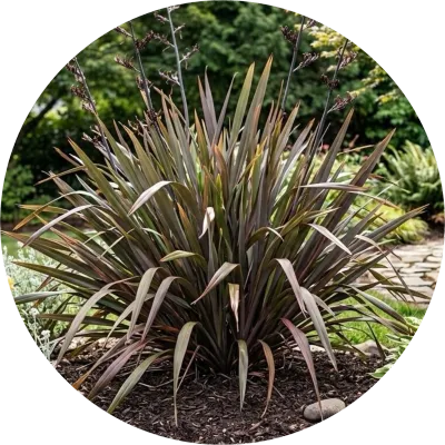 Phormium ' flax '