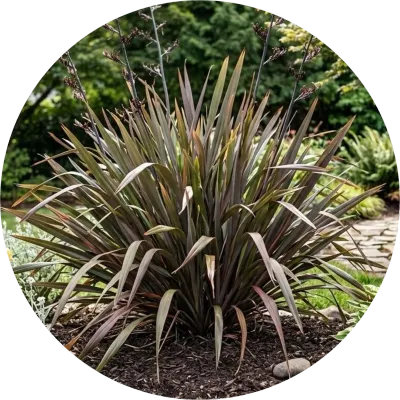 Phormium ' flax '
