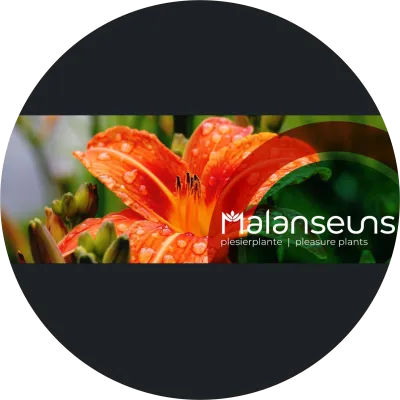 Malanseuns Nursery Specials and New Releases!!!