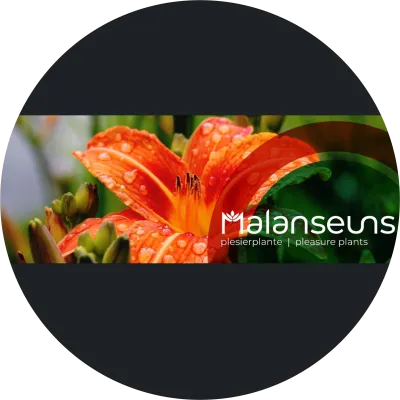 Malanseuns Nursery Specials and New Releases!!!