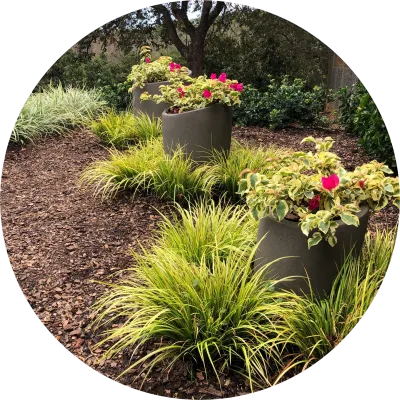 colorweis premier growers