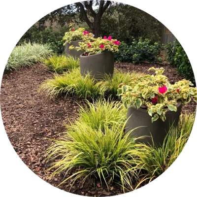 colorweis premier growers