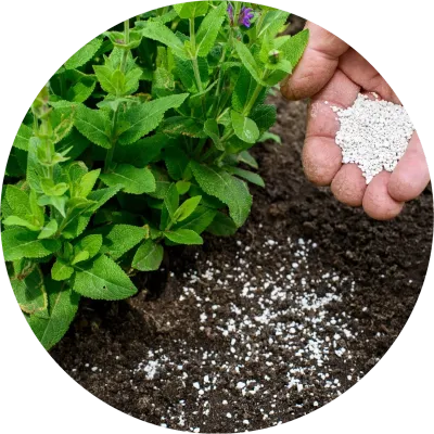 Growing &amp; Caring for your Plants and Lawn