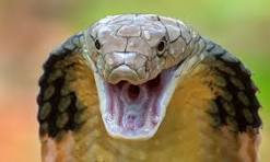 13 of the most venomous snakes on the planet | Live Science