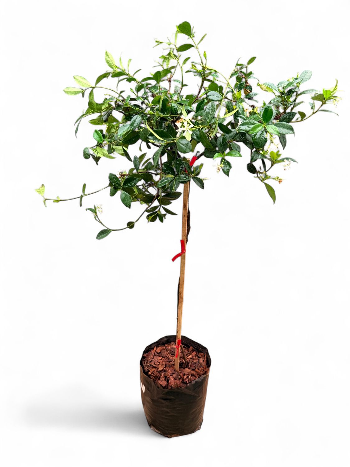 Trachelospermum Jasminoides "Star jasmine" Standard 10Liter