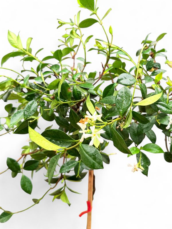 Trachelospermum Jasminoides "Star jasmine" Standard 10Liter
