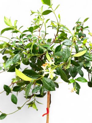 Trachelospermum Jasminoides "Star jasmine" Standard 10Liter
