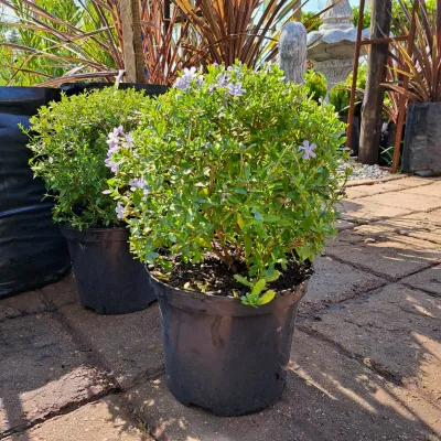 Syzygium Paniculatum "Australian Brush Cherry" Ball 23cmPot