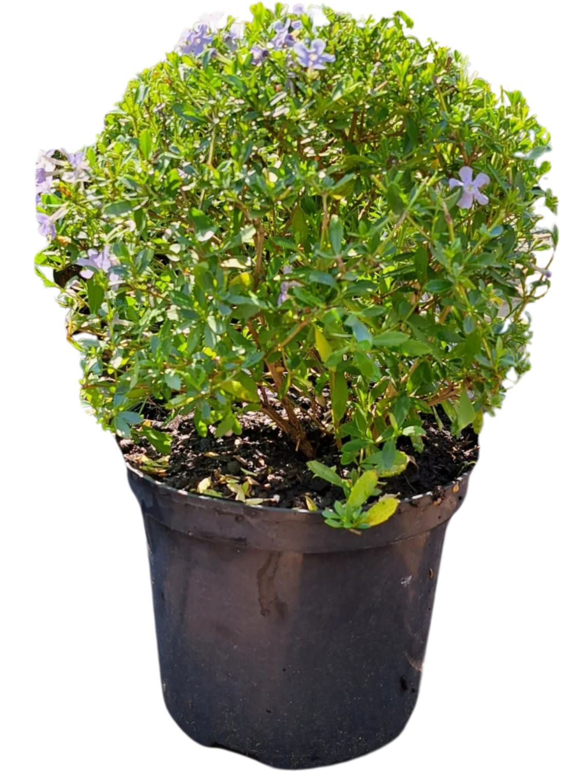 Syzygium Paniculatum "Australian Brush Cherry" Ball 23cmPot