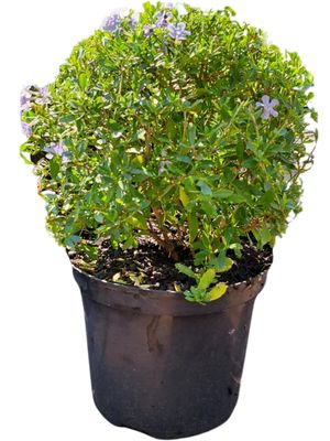 Syzygium Paniculatum "Australian Brush Cherry" Ball 23cmPot Syzygium Paniculatum "Australian Brush Cherry" Ball 23cmPot