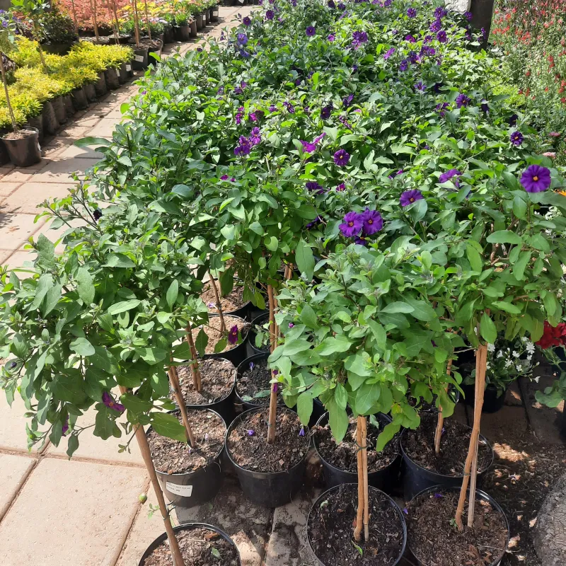Lycianthes Rantonnetii "Solanum Purple" Patio Standard 19cmPot H800mm