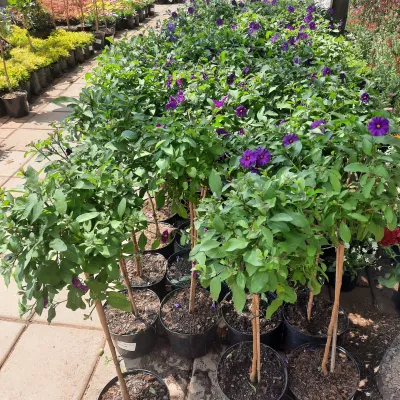 Lycianthes Rantonnetii "Solanum Purple" Patio Standard 19cmPot H800mm