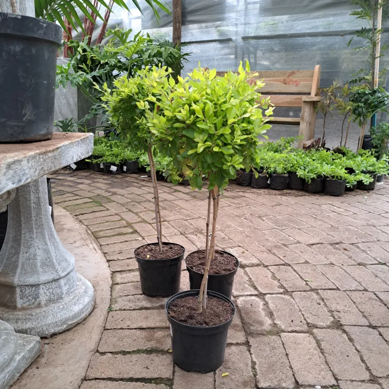 Duranta Patio Standard 19cm Pot H800mm