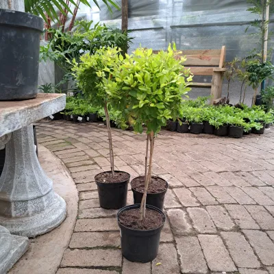 Duranta Patio Standard 19cm Pot H800mm