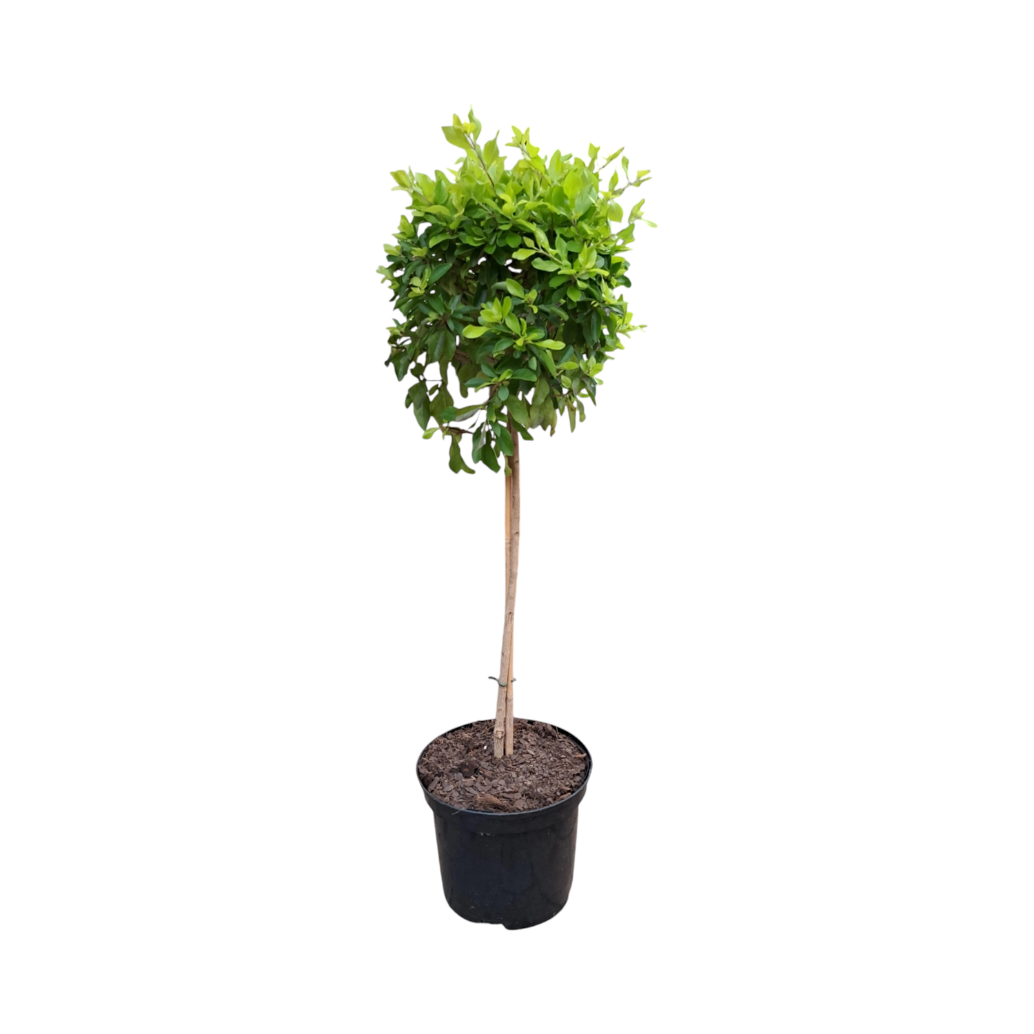 Duranta Patio Standard 19cm Pot H800mm