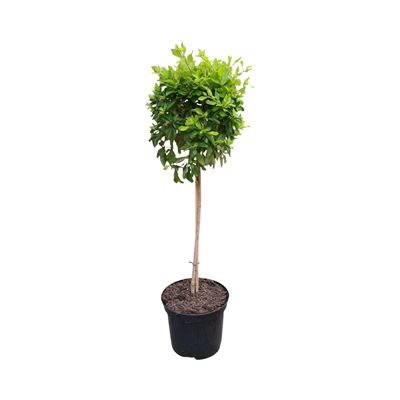 Duranta Patio Standard 19cm Pot H800mm