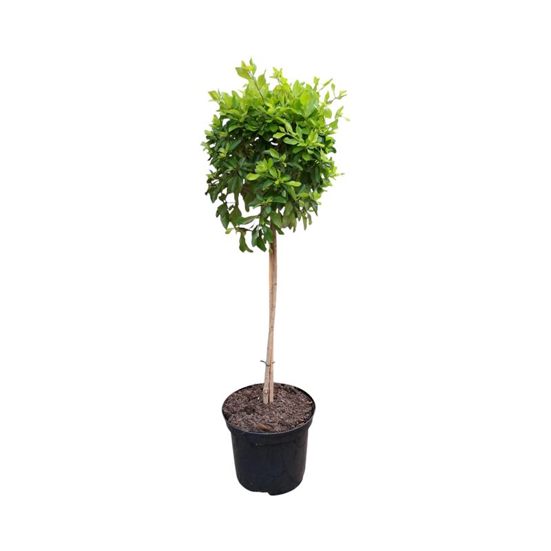 Duranta Patio Standard 19cm Pot H800mm