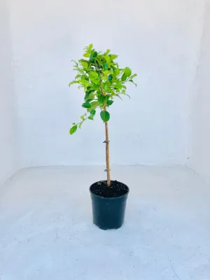 Ficus Microcarpa "Millennium Ficus" Patio Standard 19cmPot H800