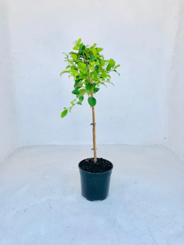 Ficus Microcarpa "Millennium Ficus" Patio Standard 19cmPot H800