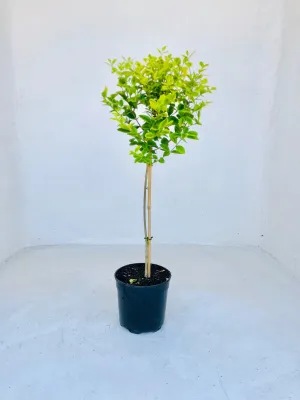 Ligustrum Vicaryi "Golden Privet" Patio Standard 19cmPot H800mm