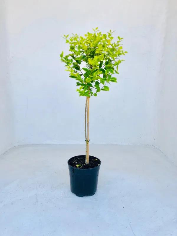 Ligustrum Vicaryi "Golden Privet" Patio Standard 19cmPot H800mm