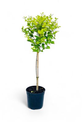 Ligustrum Vicaryi "Golden Privet" Patio Standard 19cmPot H800mm